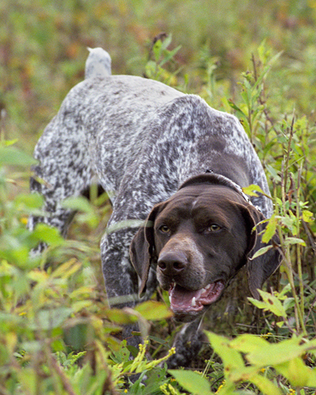 Dave's Gun Dog Training Programs