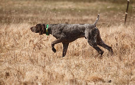 Dave's Gun Dog Training Programs