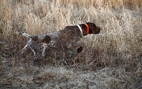Dave's Gun Dog Training Programs