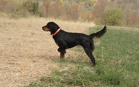 Dave's Gun Dog Training Programs