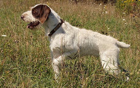 Dave's Gun Dog Training Programs
