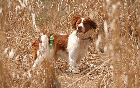 Dave's Gun Dog Training Programs