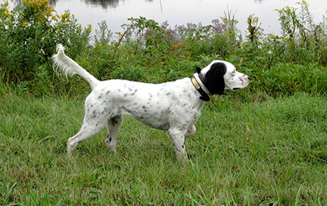 Dave's Gun Dog Training Programs